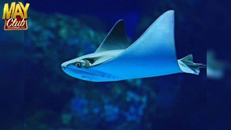 Lợi ích vượt trội từ cổng game này