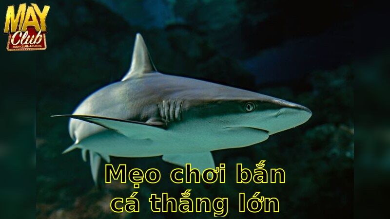 Mẹo Chơi Bắn Cá Thắng Lớn – Bí Kíp Chiến Thắng 2025