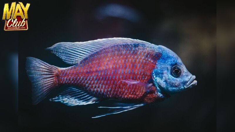 Tận Dụng Mayclub Để Tối Ưu Trải Nghiệm Của Bạn